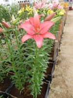 [4029 Manado No01.JPG]